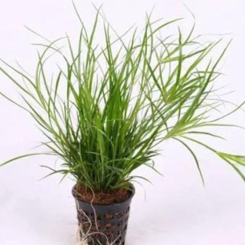 Juncus Repens Red