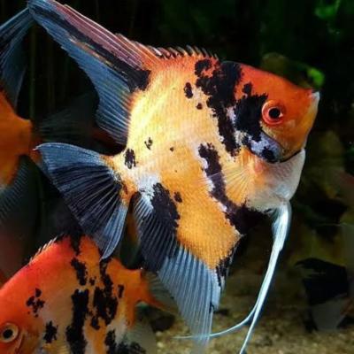 Koi Ghost Angel