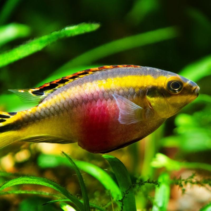 Kribensis Chiclid live fish