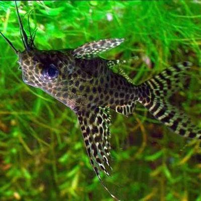 Leopard Catfish live fish