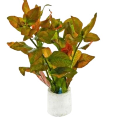 Ludwigia Arcuata dark red