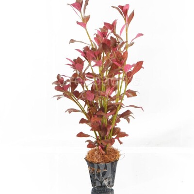 Ludwigia atlantis ” dark orange”