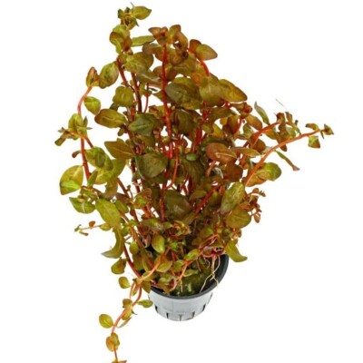 Ludwigia Senegalensis