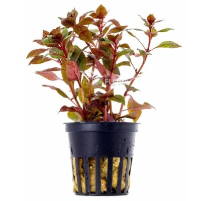 Ludwigia Sp. Mini Super Red