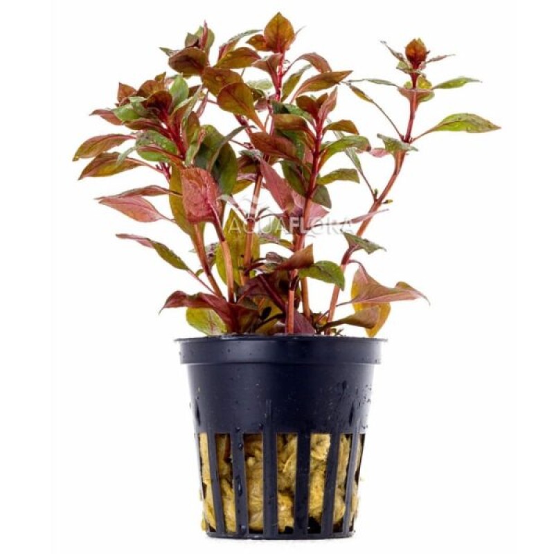 Ludwigia Sp. Mini Super Red