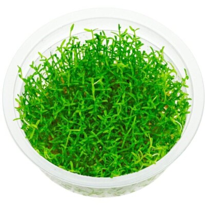 Microcarpea Minima Merrill Growow Tc Plant