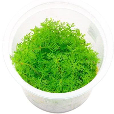 Myriophyllum Mattogrossense Growow Tc Plant