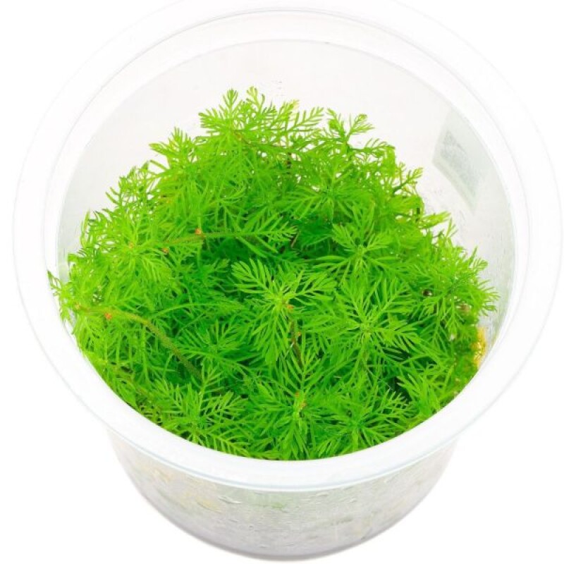 Myriophyllum Mattogrossense Growow Tc Plant