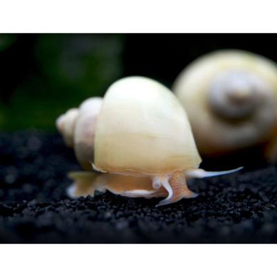 Mystery white snail