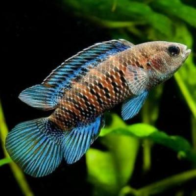 NBLUE BADIS