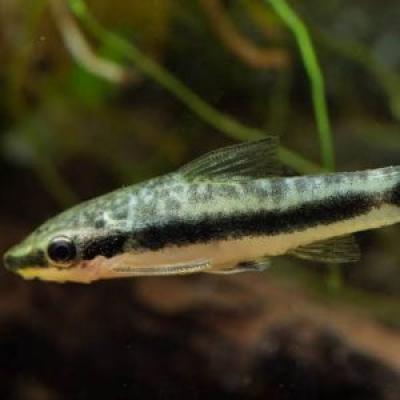 OTOCINCLUS