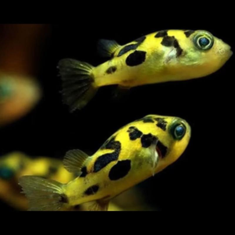 Pea Puffer