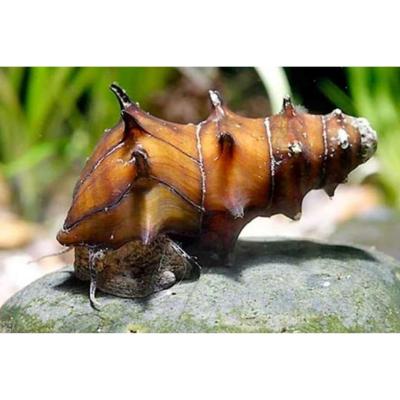 Pagoda Snail