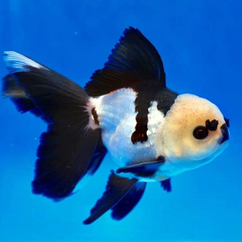 Panda oranda