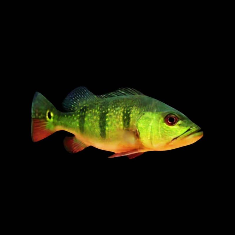 Golden Kelberi Peacock Bass