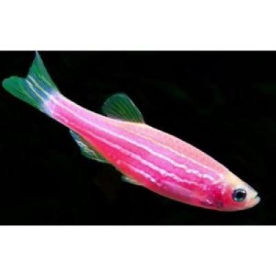 PINK DANIO