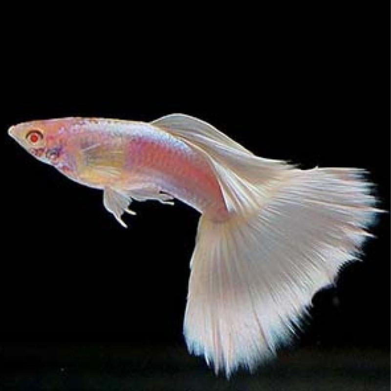 Platinum Guppy