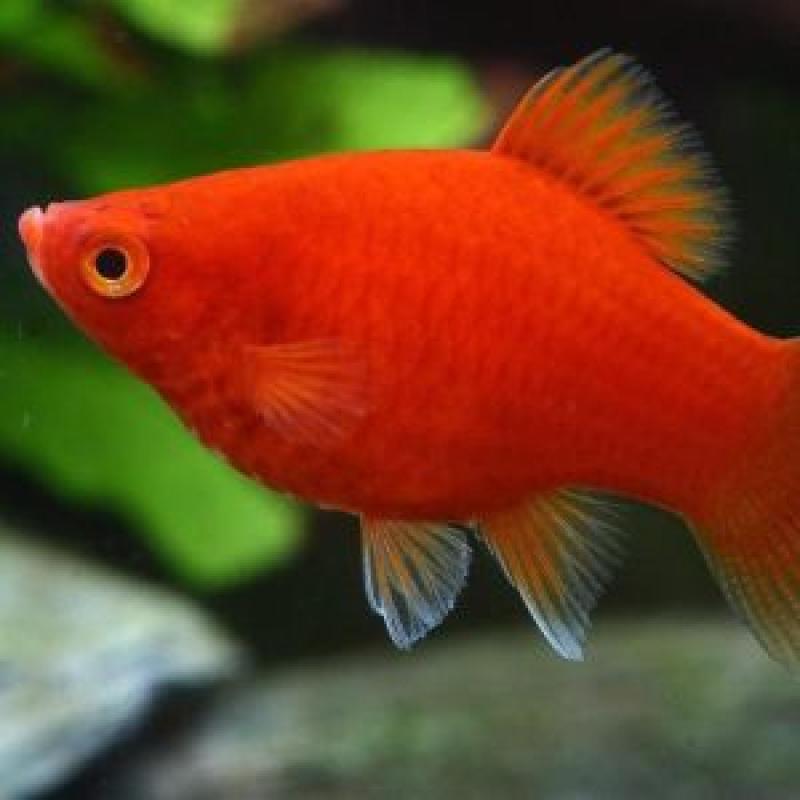 RED BALLON PLATY