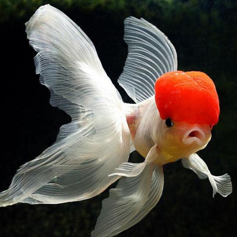 Red Cap Oranda Gold Fish