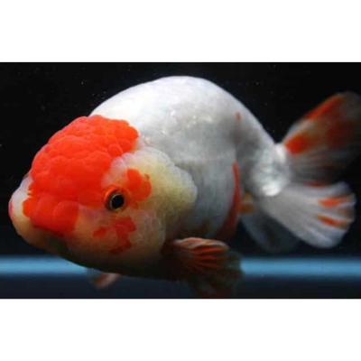 Red Cap Ranchu