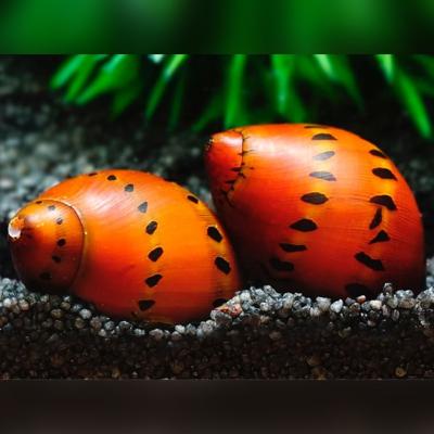 Red Spotted Snail