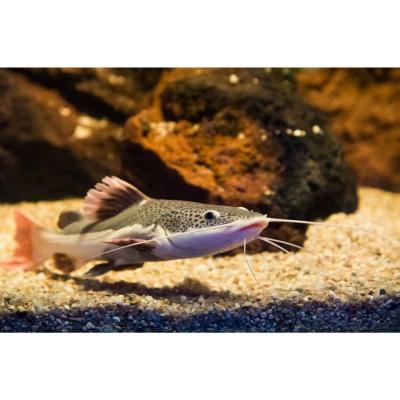 Redtail Catfish