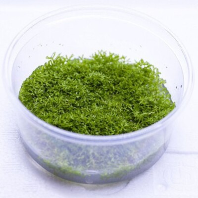 Riccia Fluitans Growow Tc Plant