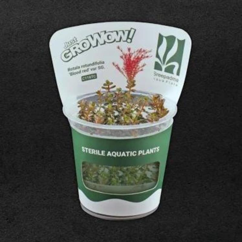 Rotala Blood Red SG Growow Tc Plant