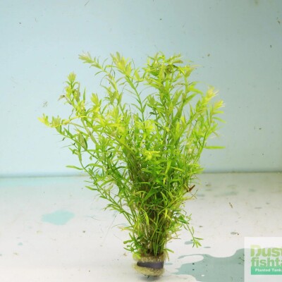 Rotala Green