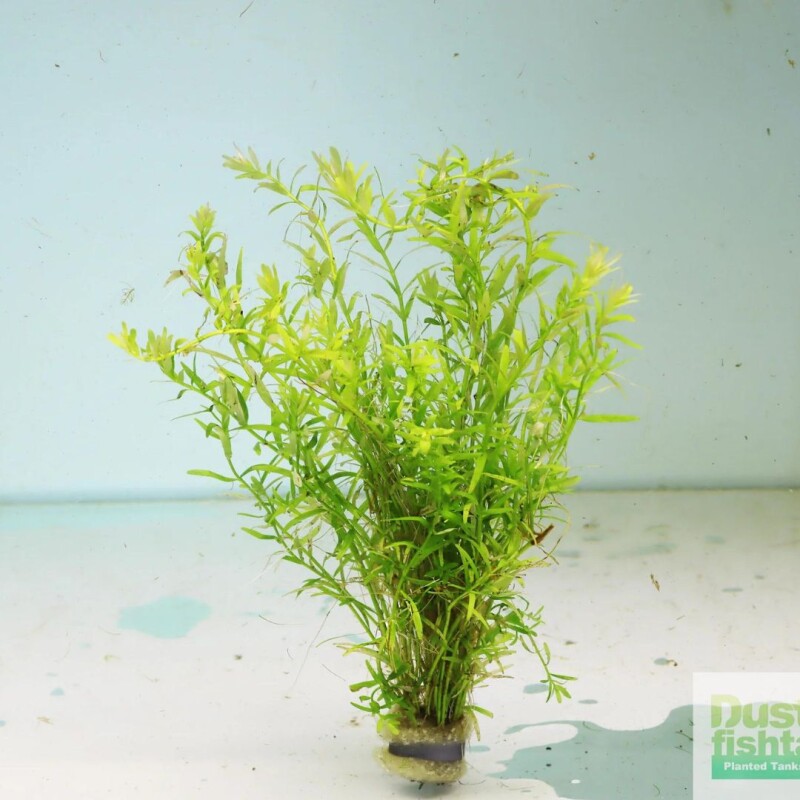 Rotala Green