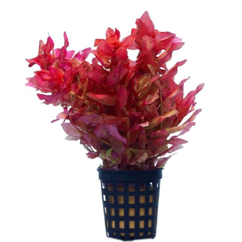 Rotala macrandra mini butterfly hi red