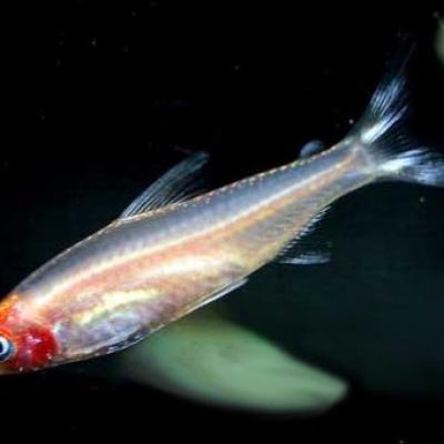 Albino Rummy Nose Tetra live fish