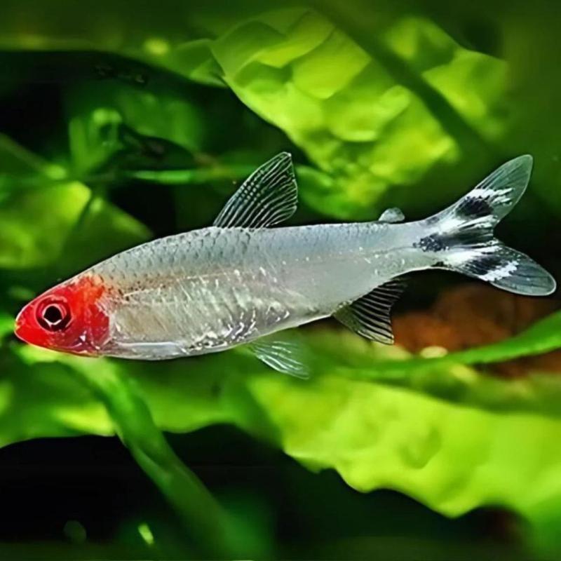 Rummy Nose Tetra