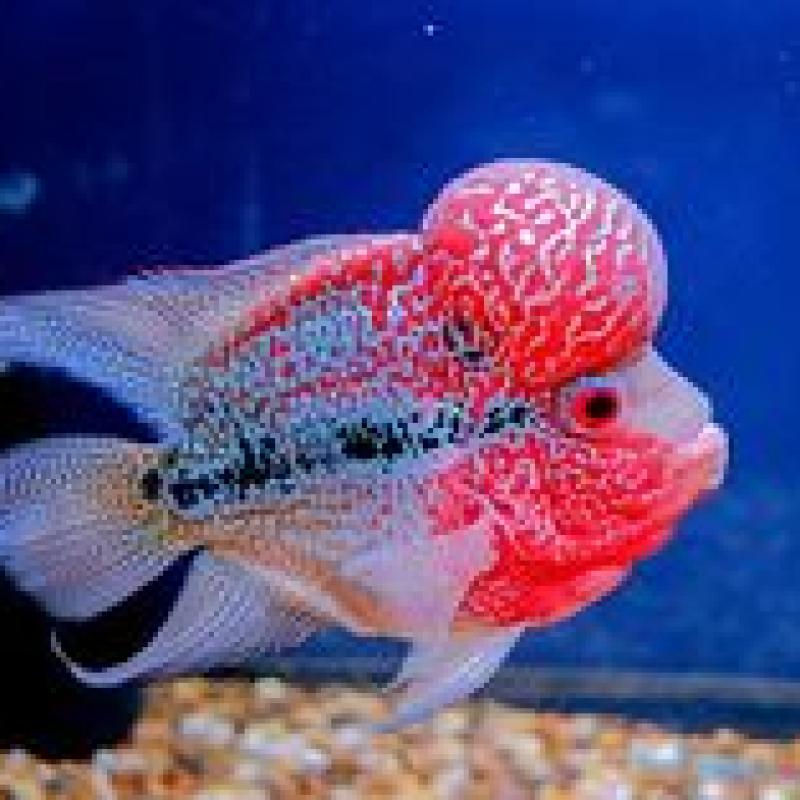 Short Body Horn live fish