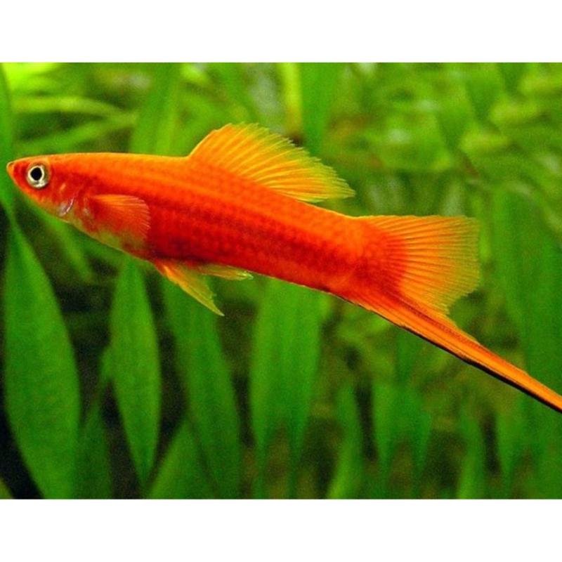 Red Swordtail Molly