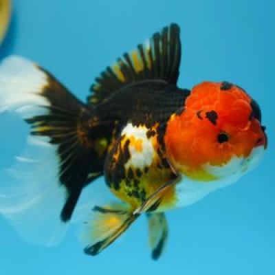 TROCOLOUR ORANDA