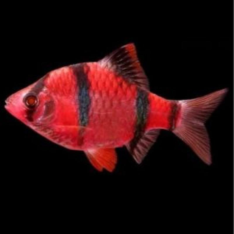 RED TIGER BARB