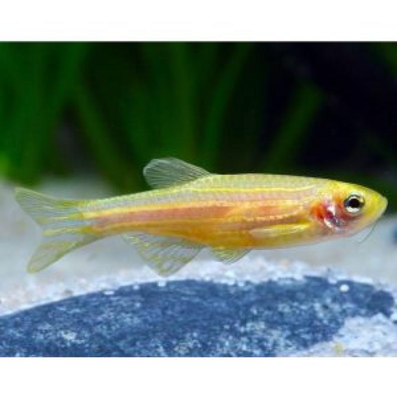 YELLOW DANIO