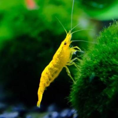 YELLOW SHRIMP