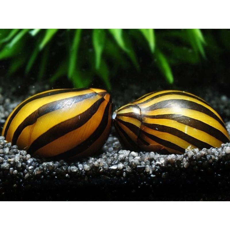 Zebra Nerite Snail