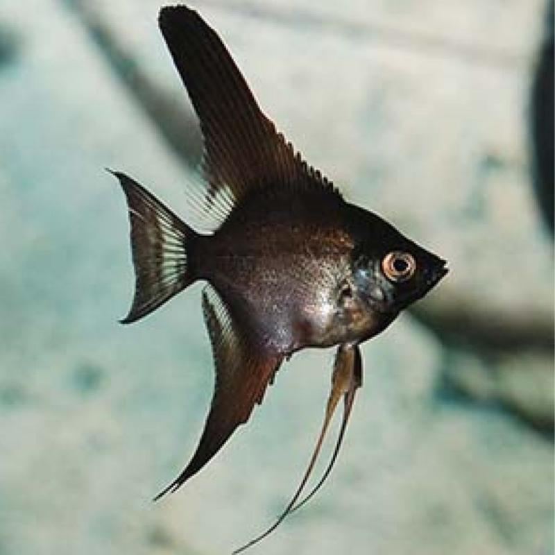 Z Black Angel Fish